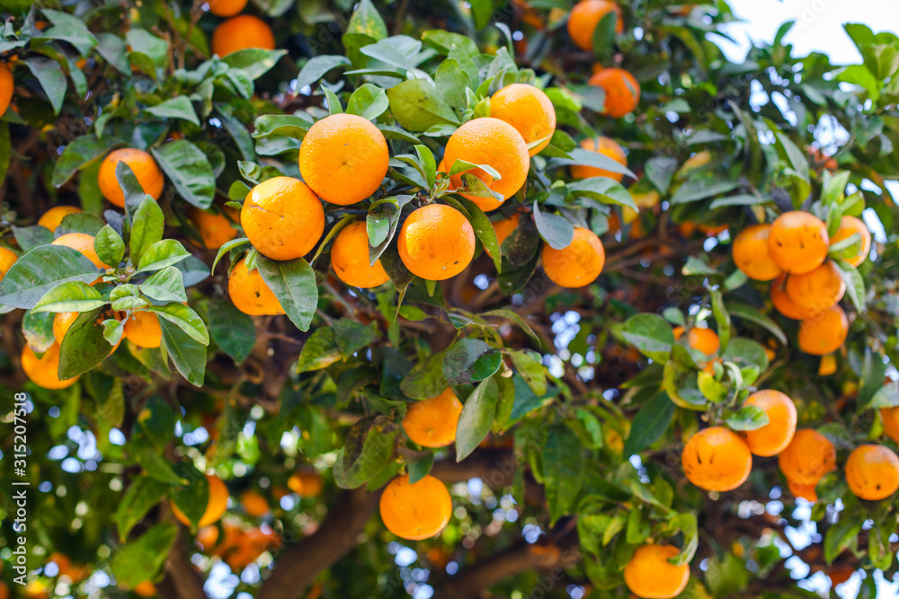 Orangenbaum, Stockadobe.jpg